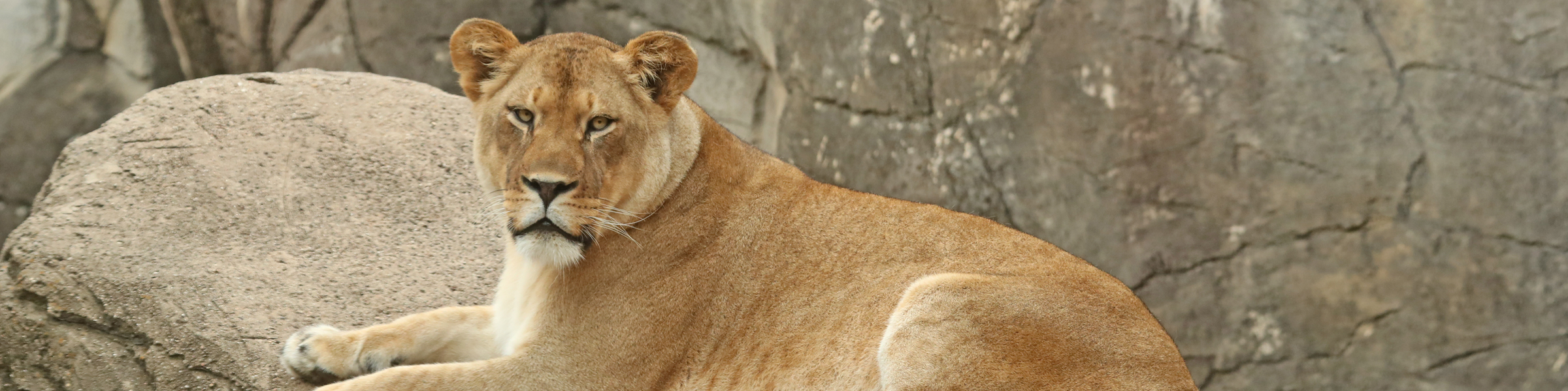 Cameron Park Zoo | Waco, Texas Cameron Park Zoo | Waco, Texas